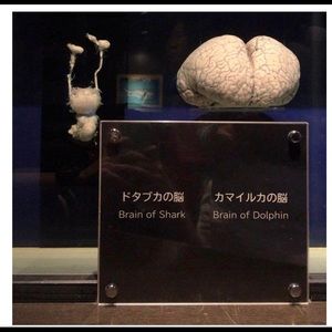 Meet your Posher, Ty